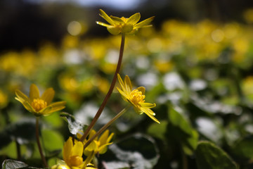 yellow flowers in spring