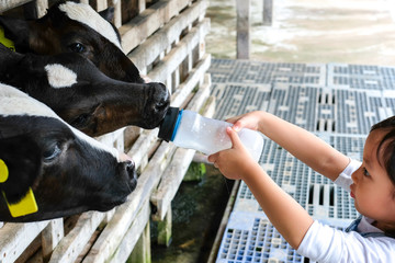 A child, kid is feeding a calf with a bottle of milk on a dairy farm. © RPA_studio
