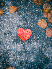 Obraz premium Red paper heart on ground with fall leaves in the background