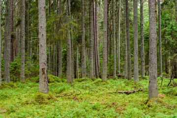 Beautiful forest landscape. Lahemaa nature Park in Estonia.