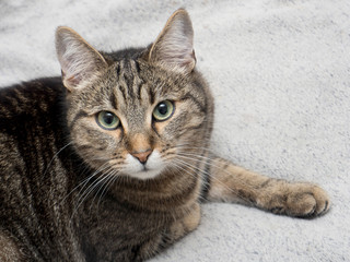 A macro shot of a young tabby cat's face. Focus on his gorgeous green eyes