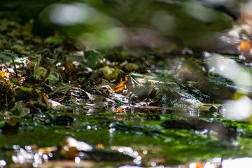 Fallen dry leaves and small branches in a forest pool among stones, moss and vegetation. Wet and humid climate after rainy weather