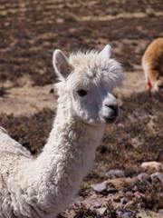 A Lama in the Desert of Peru