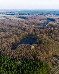 Aerial view of swamp in forest