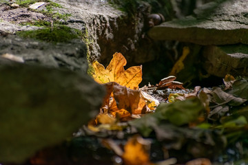 Fallen dry leaves and small branches in a forest pool among stones, moss and vegetation. Wet and humid climate after rainy weather