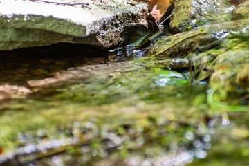 Fallen dry leaves and small branches in a forest pool among stones, moss and vegetation. Wet and humid climate after rainy weather