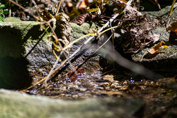 Fallen dry leaves and small branches in a forest pool among stones, moss and vegetation. Wet and humid climate after rainy weather