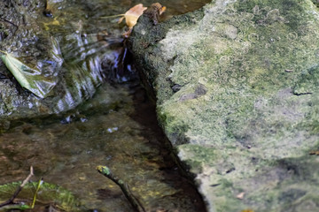 Fallen dry leaves and small branches in a forest pool among stones, moss and vegetation. Wet and humid climate after rainy weather