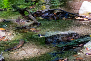 Fallen dry leaves and small branches in a forest pool among stones, moss and vegetation. Wet and humid climate after rainy weather