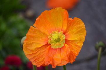Close up of one orange poppy flower in a British cottage style garden in a sunny summer day, beautiful outdoor floral background photographed with soft focus
