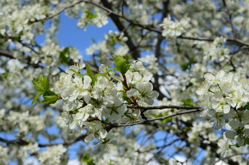 Cherry white flowers against blue sky