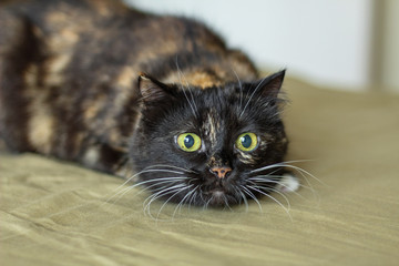 The tricolor cat stares intently at the target before jumping.