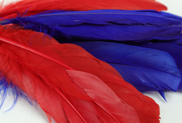 Red and blue feathers on a white background