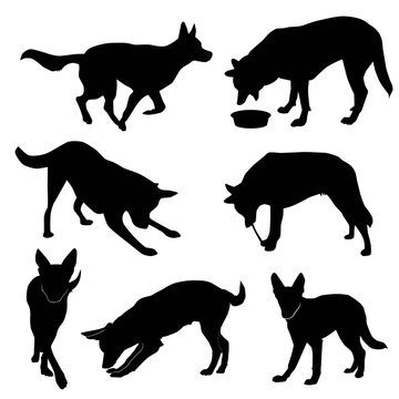 set of silhouettes of big dog in move (run, play, sniff, eat, walk, bite), vector isolated on white background