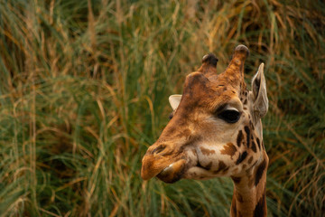 Obraz premium Giraffe in natural background