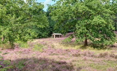 Landes de bruyères en Allemagne