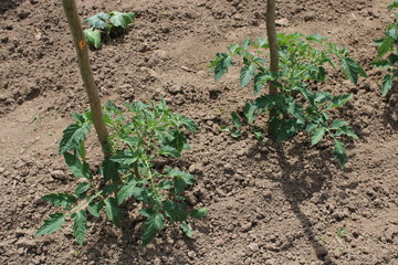 Jeune plant de tomate dans le jardin potager, avec tuteur en bois