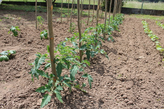 Jeune plant de tomate dans le jardin potager, avec tuteur en bois