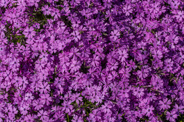 Vibrant moss phlox flowers