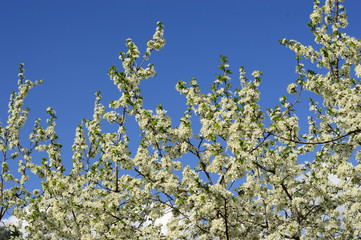 Cherry white flowers against blue sky