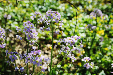 Spring flowers in forest, Germany