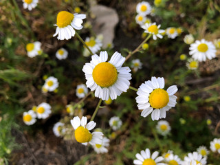 Daisies close-up, A lot of small daisies growing in the field. Floral background.