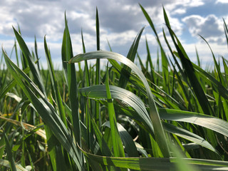 Green field of wheat with beautiful clouds. Green background. Green Wheat