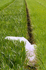 Blender, carrot, parsley, dill on a gray wooden table. Girl makes a smoothie of vegetables. Healthy lifestyle. Dietary nutrition. Carrots and greens close-up.