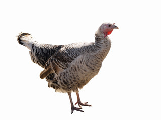 Homemade beautiful turkey on a white background. Isolated.