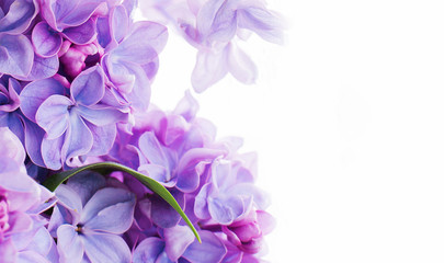 Fototapeta na wymiar Lilac flowers on white background. Spring flowers. Top view, flat lay, copy space