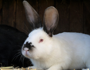Obraz premium Squinting domestic rabbit in a cage.