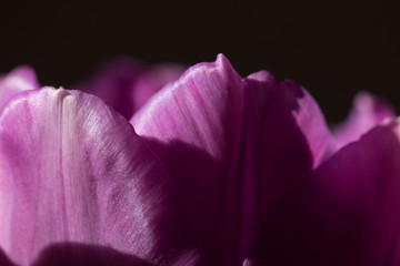 Close-up Of Pink Flower Against Black Background