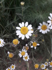 The white and yellow flower