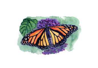 Farfalla con grandi ali colorate posata sui fiori, isolata su sfondo bianco
