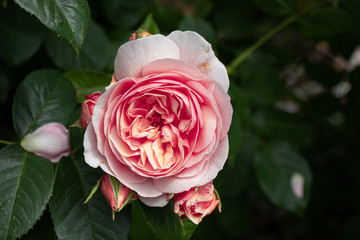 Pink rose in the garden