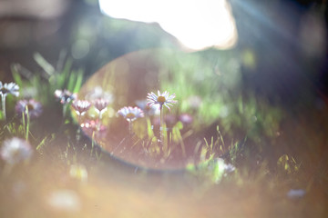 Beautiful little field flowers in fresh green grass at bright morning sun rays diffuse. Selective...