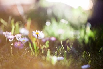 Beautiful little field flowers in fresh green grass at bright morning sun rays diffuse. Selective focus nature light background with copy space 