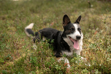 Naklejka na ściany i meble Pooch small black-and-white dog runs in a forest