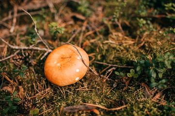 Picture of a large edible mushroom in the forest