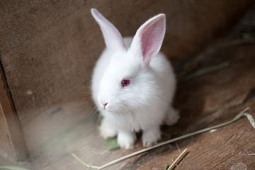 little white rabbit