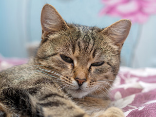 Beautiful Siberian cat with newborn kittens close-up.