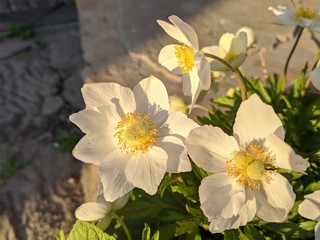 anemone forest in spring