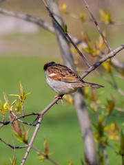 House sparrow perched on a tree branch.