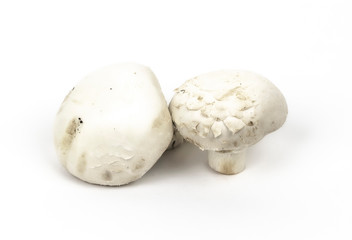 White mushrooms isolated on white background