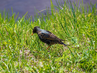 black bird - starling looking for worms in the grass