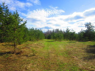 Forest