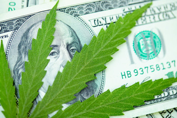 Concept of income from marijuana and the medical industry, the economy of the hemp industry....
