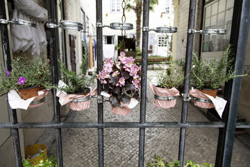 Flower pots window