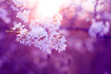  Blooming cherry branches at sunset in a spring garden. Full bloom of the spring season