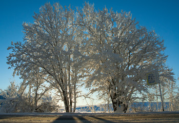trees in winter
